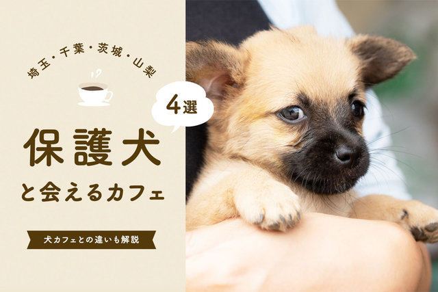 犬カフェ6選 東京で人気の犬カフェ 保護犬がいるカフェも