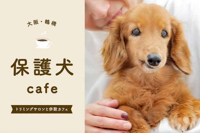 保護犬カフェ大阪 大阪の保護犬カフェ 保護犬に会えるカフェ7選