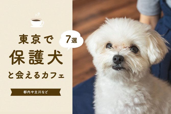 【保護犬カフェ東京】 立川の保護犬カフェ、東京で保護犬と会えるカフェ7選！