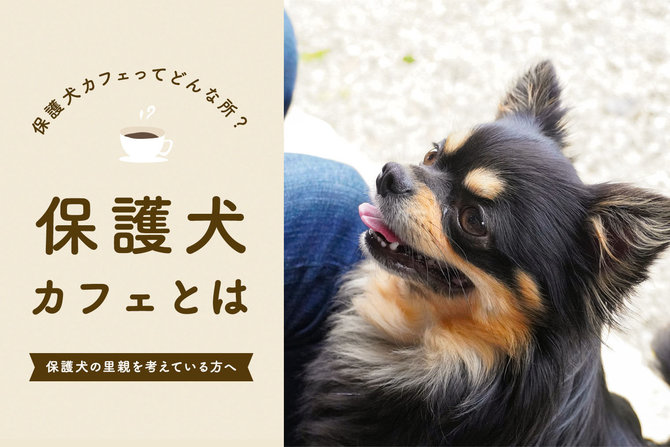 保護犬