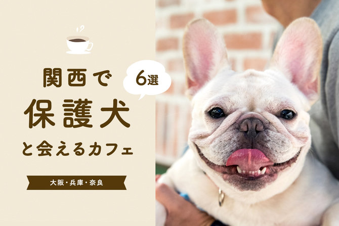 【関西の保護犬に会えるカフェ】大阪・兵庫・奈良の保護犬にあえるカフェ6選