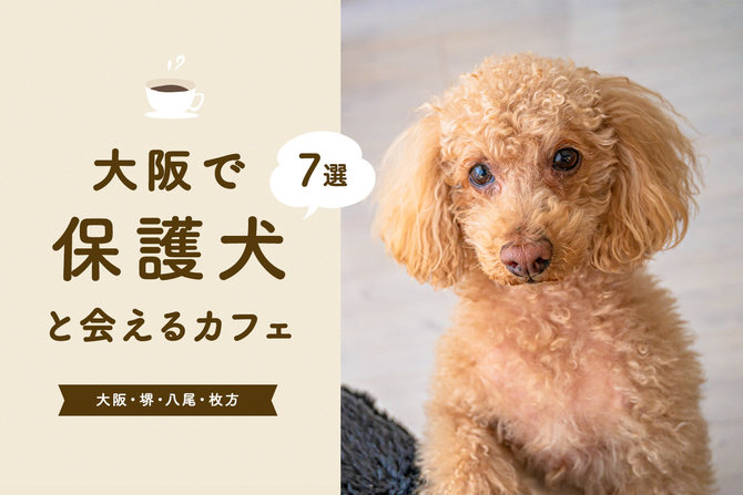 【保護犬カフェ大阪】大阪の保護犬カフェ＆保護犬に会えるカフェ7選！
