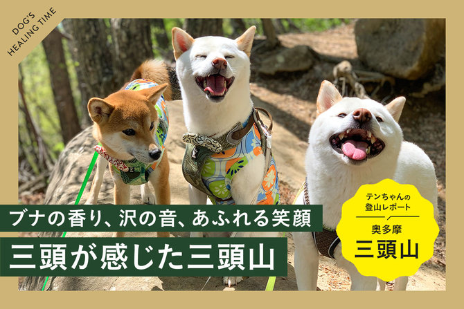【犬と登山 東京・奥多摩編】テンちゃん登山レポート。3柴隊がいく、三頭山！