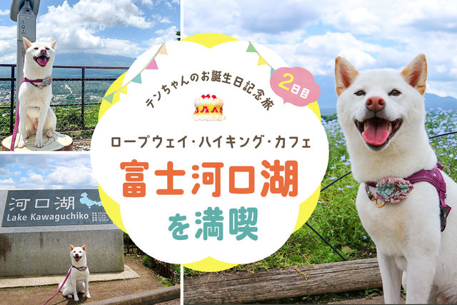 レジーナリゾート富士 Suites&Spa】素敵お宿で祝う愛犬の誕生日！