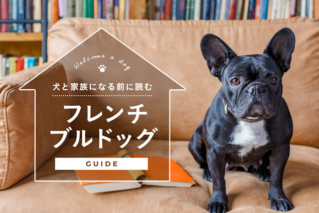 パグはどんな犬種 上手な飼い方 遊び方 しつけ方について学ぼう