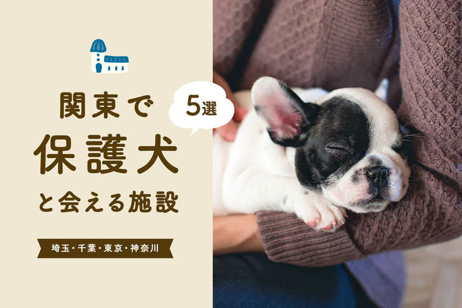 【保護犬譲渡を行う施設 関東5選】東京・神奈川・千葉・埼玉の保護犬譲渡施設