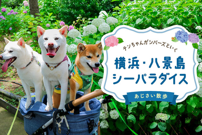 【愛犬と行く八景島シーパラダイス】横浜・八景島シーパラダイスであじさい散歩！