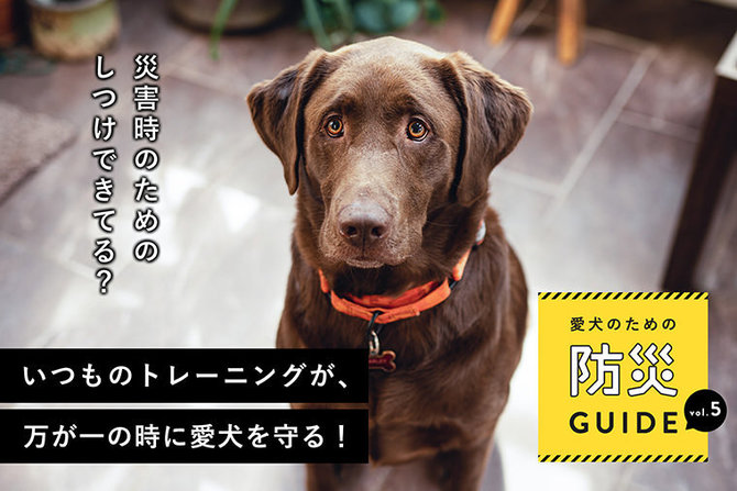 【愛犬のための防災ガイド】vol.05 愛犬のストレス軽減にも・災害時に役に立つ犬のしつけ