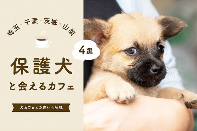 埼玉・千葉・茨城・山梨で保護犬カフェ・保護犬と会えるカフェをご紹介
