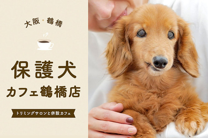 【保護犬カフェ鶴橋店】大阪の保護犬カフェ HOGOKEN CAFE® 鶴橋店さん