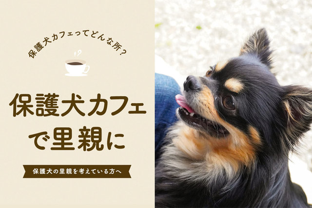 埼玉 千葉 茨城 山梨で保護犬カフェ 保護犬と会えるカフェをご紹介
