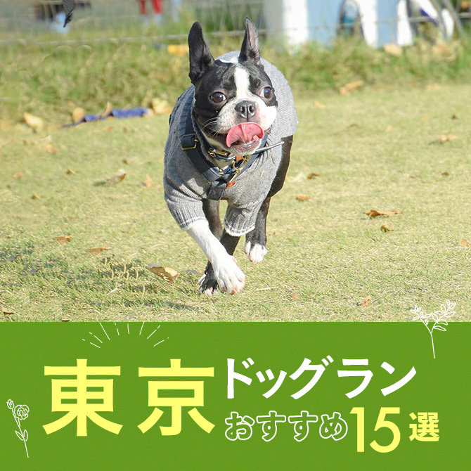 東京ドッグラン 東京都内のおすすめドッグラン15選 編集部厳選 愛犬と行きたい