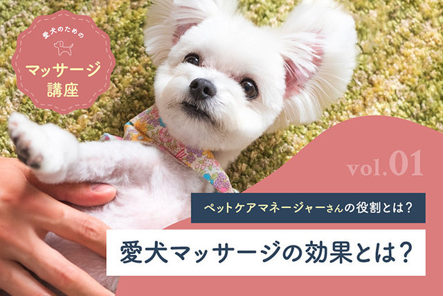 シャイニングゴールデン 犬と仲良く運動 ドギー健康マン - ecotours-of