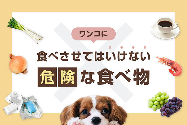 犬はプラム すもも を食べても大丈夫 犬にプラム すもも は与えてもいいの