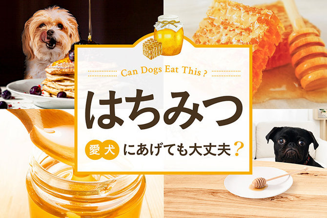 犬にはちみつ（蜂蜜）をあげても大丈夫？犬ははちみつ（蜂蜜）を食べて大丈夫か解説