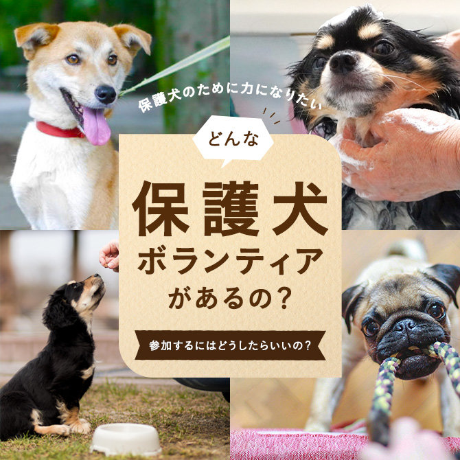 【保護犬ボランティア】保護犬ボランティアの種類と募集の探し方・参加方法