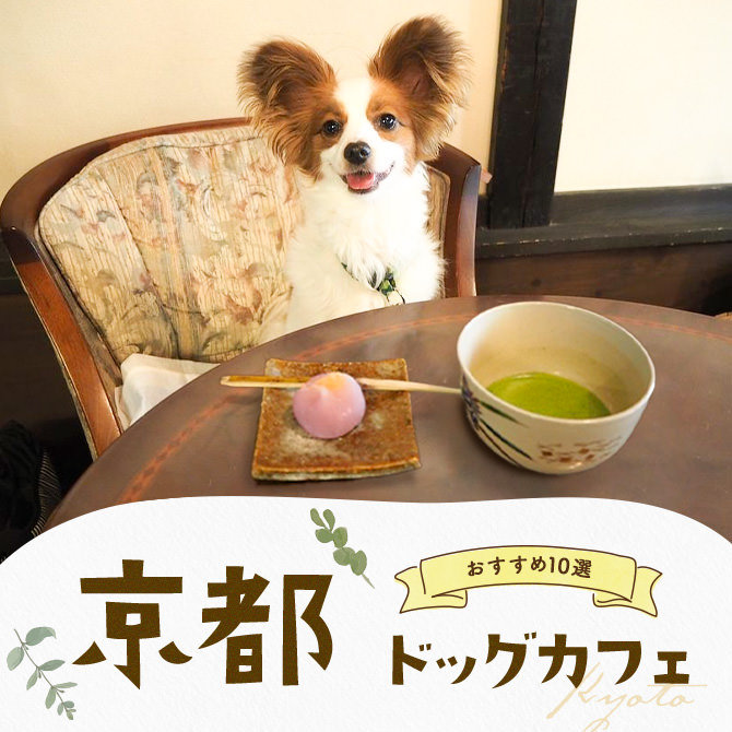 【ドッグカフェ京都】京都でおすすめのドッグカフェ10選！愛犬同伴OK！