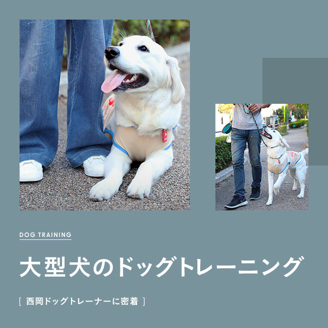 【大型犬のドッグトレーニング】ドッグトレーナーさんの大型犬ドッグトレーニングに密着！
