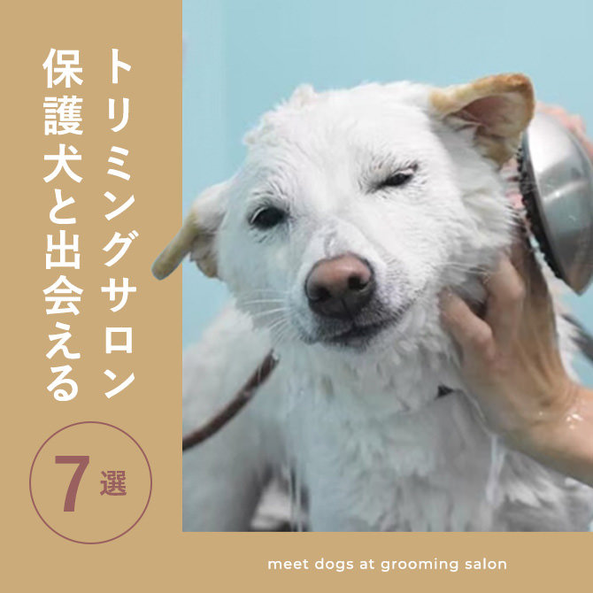 【関東のトリミングサロン】保護犬譲渡を行うトリミングサロン・ショップ7選