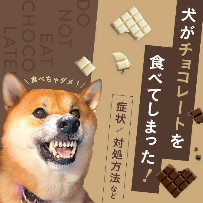犬がチョコを食べた時の対処法は？症状は？犬が食べると危険なチョコレートガイド