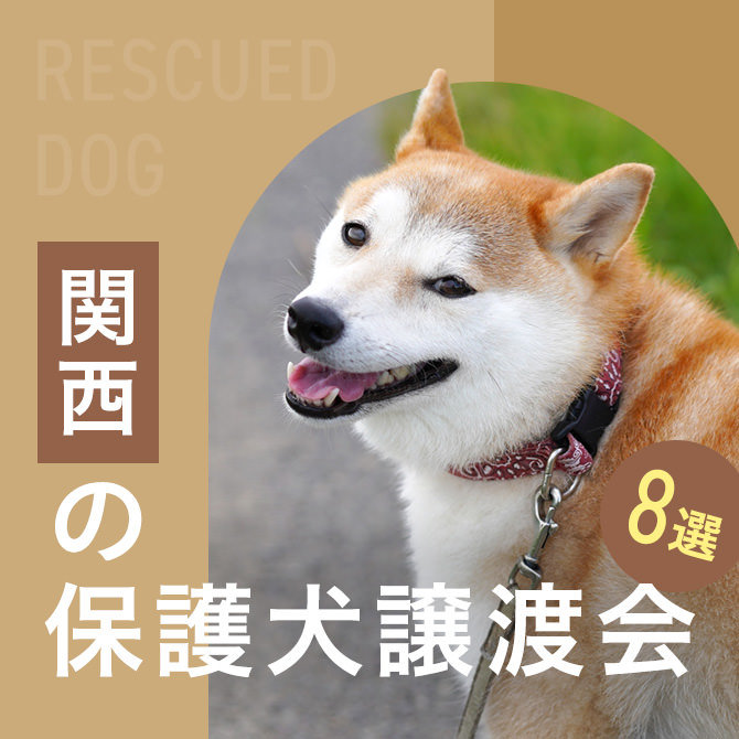 【奈良・滋賀・和歌山の保護犬譲渡会】関西で行われている保護犬譲渡会8選