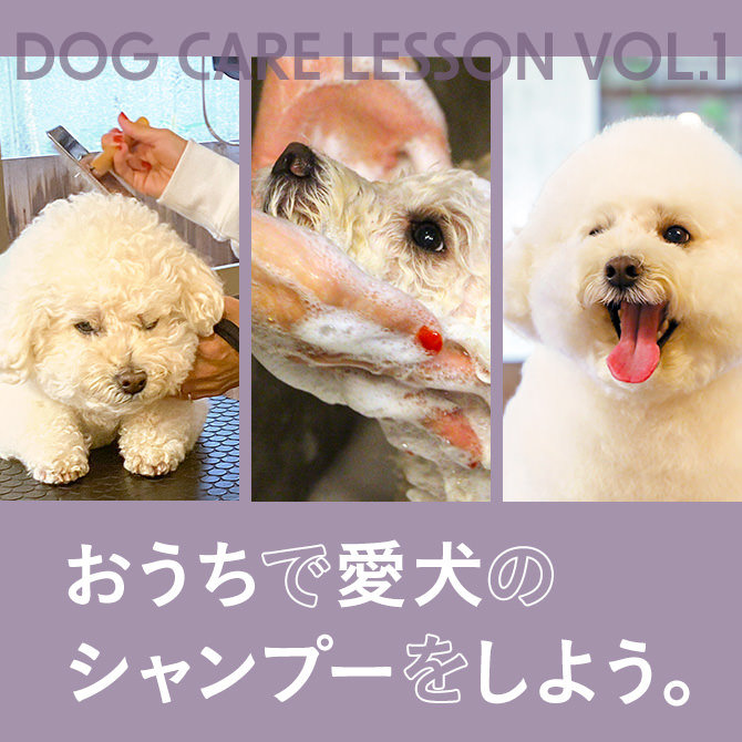 【おうちで愛犬のシャンプーをしよう！】トリマー射手さんと始める愛犬のお手入れ Lesson vol.01