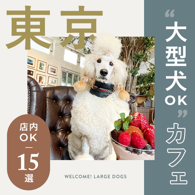 大型犬OKカフェ 東京15選！全カフェ店内大型犬同伴OK！2023年版