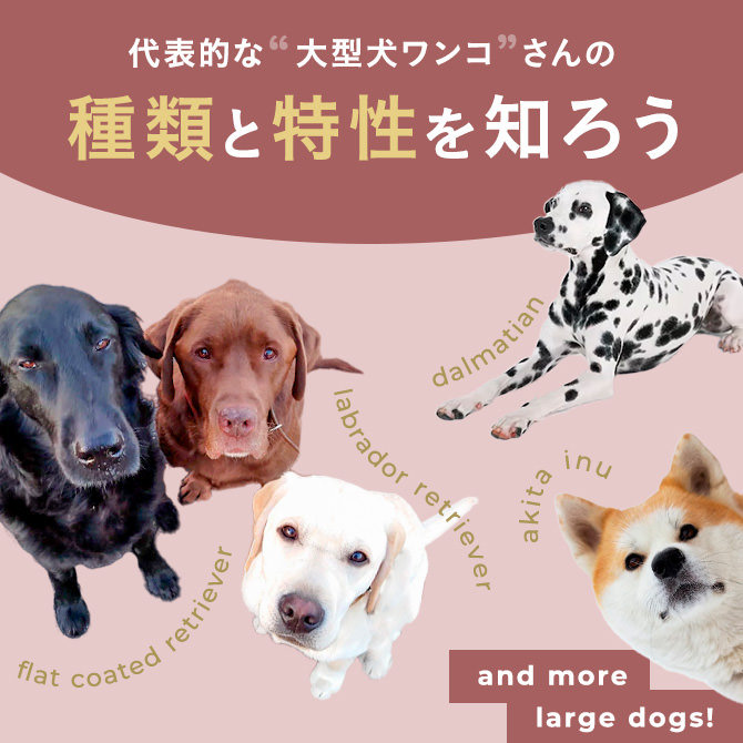 【大型犬の種類】代表的な大型犬犬種の種類。飼いやすい大型犬はどんな犬種？