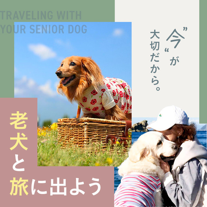 【老犬と旅行】老犬と旅行へ行こう！注意点とおすすめスポット