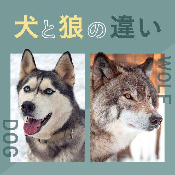 オオカミ（狼）みたいな犬？狼犬とは？ウルフドッグと犬の祖先、狼と犬の違いについて