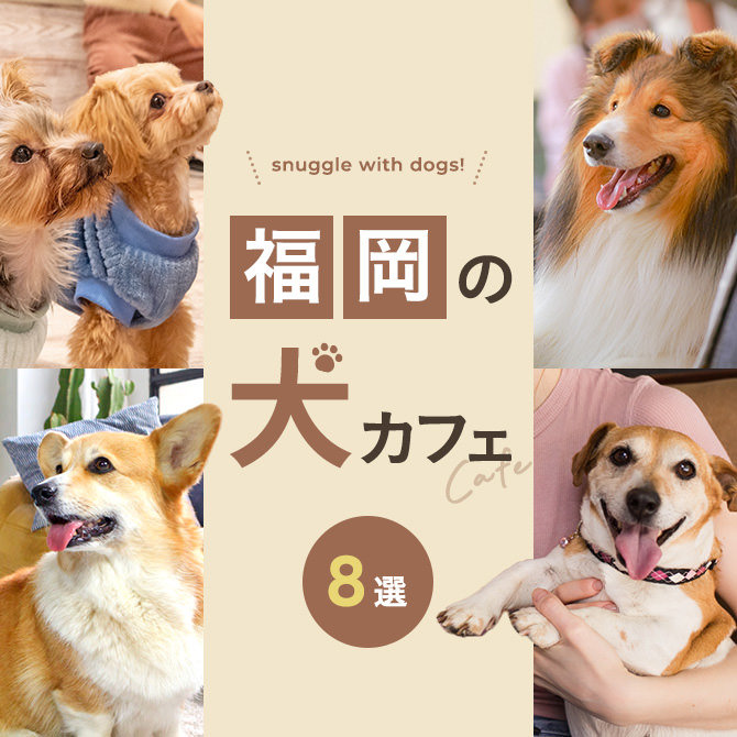 【福岡の犬カフェ8選】福岡の犬と触れ合える犬カフェ。人気犬カフェ8店！