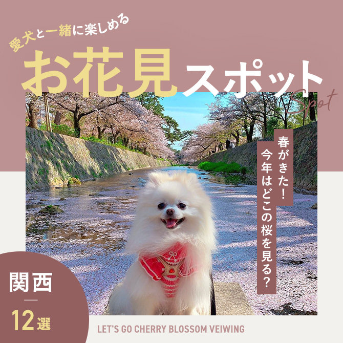 【関西】愛犬と桜が見れるお花見スポット12選！人気のお花見映えスポット