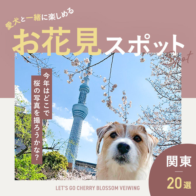 【関東】愛犬と桜が見れるお花見スポット20選！人気のお花見映えスポット