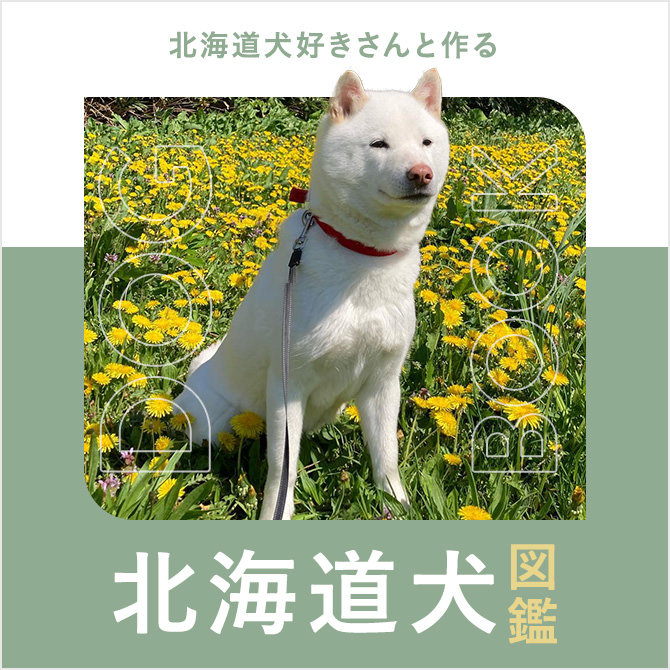 北海道犬の性格や寿命、ブリーダー、値段から飼い方｜北海道犬図鑑