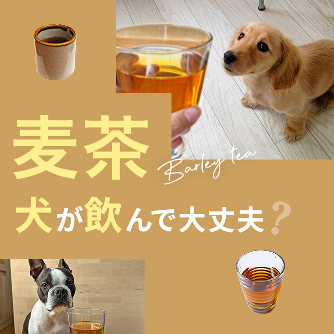 犬は麦茶を飲んでも大丈夫？｜犬に麦茶は与えていい？飲んではいけない？