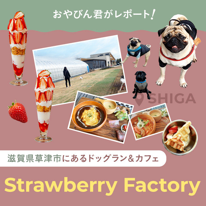 【滋賀県草津のドッグラン＆カフェ】愛犬同伴OK！オシャレなカフェ&ドッグラン「Strawberry Factory（ストロベリーファクトリー）」