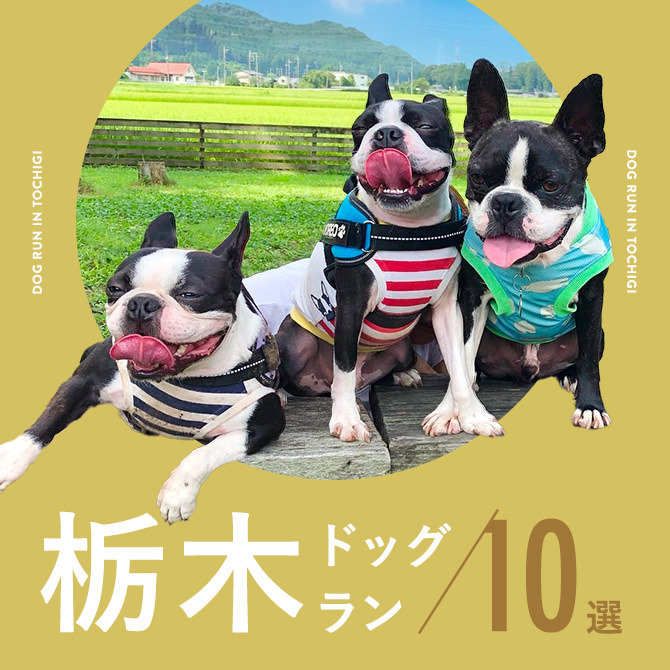 【栃木ドッグラン】栃木で人気のドッグラン10選！無料や室内・屋根付きも！