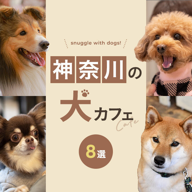 犬 と 触れ合える カフェ 神奈川