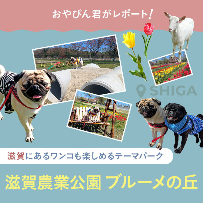 【ブルーメの丘に愛犬とお出かけ】 滋賀の人気ドッグランが３倍の広さになってリニューアル！