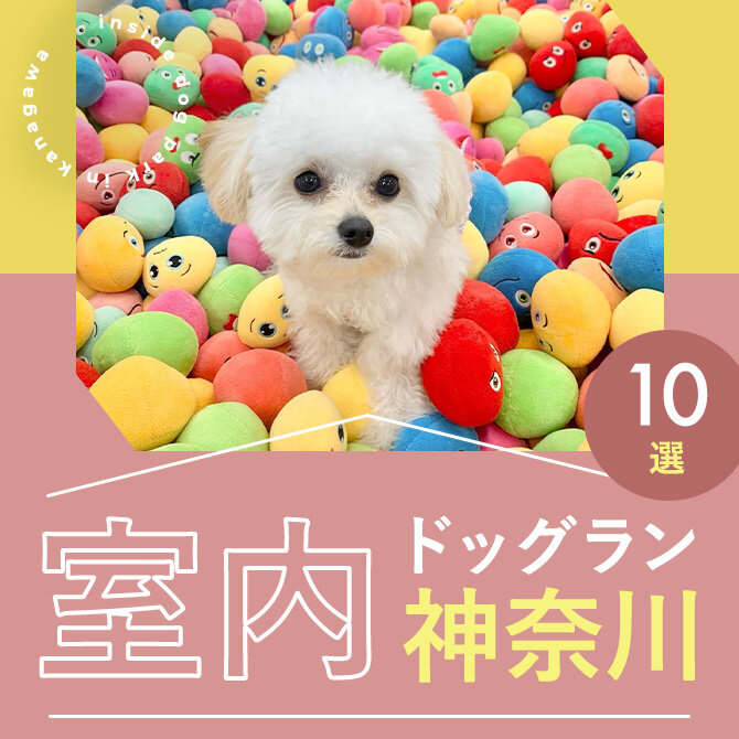 【神奈川の室内ドッグラン10選】猛暑の日も遊べる人気の神奈川室内ドッグラン特集