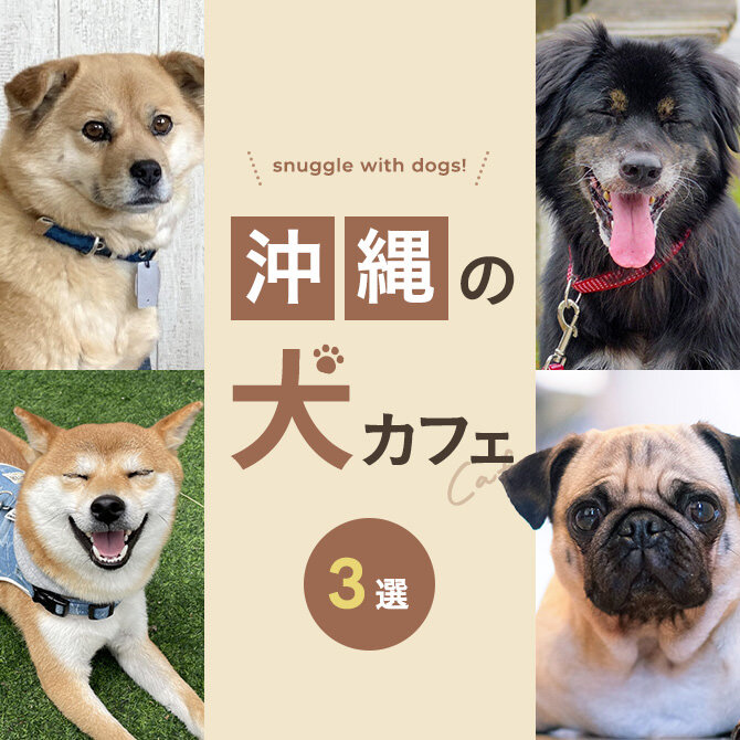 【沖縄の犬と触れ合える場所3選】犬カフェなど沖縄で犬と触れ合えるスポット