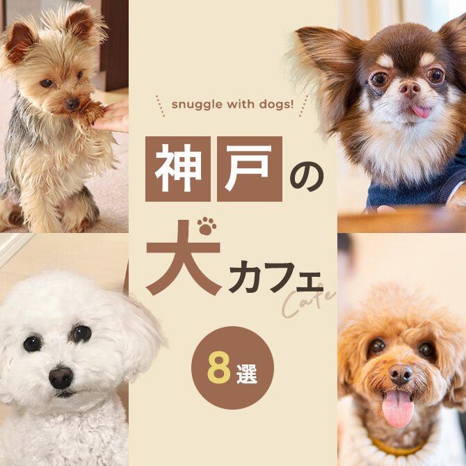 【神戸の犬と触れ合えるカフェ8選】犬カフェなど神戸で犬と触れ合えるカフェ