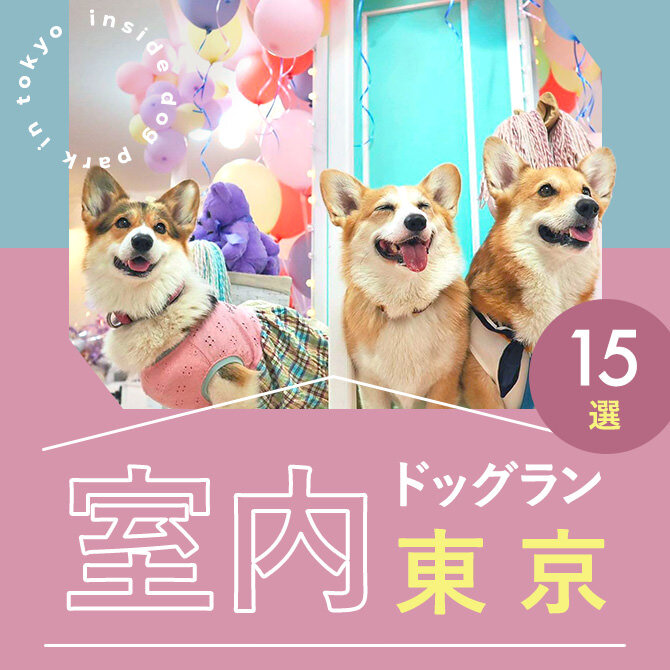 【東京の室内ドッグラン15選】雨の日も遊べる人気の東京室内ドッグラン特集