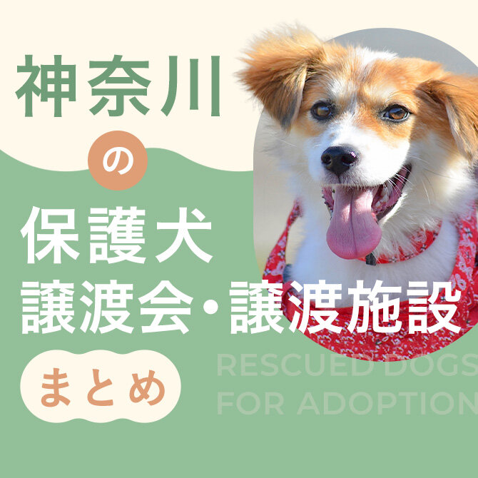 【神奈川県の保護犬里親情報】神奈川県の保護犬譲渡施設・譲渡会情報