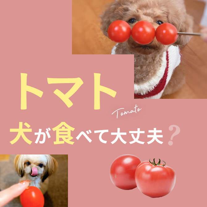 犬はトマトを食べても大丈夫？｜犬にトマトは与えていい？食べてはいけない？