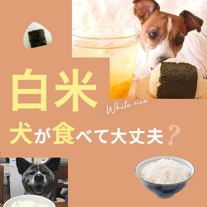 犬は米（白米）を食べても大丈夫？｜犬に米（白米）は与えていい？食べてはいけない？