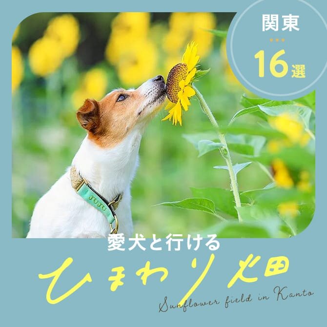 【関東のひまわり畑16選】犬と行けるおすすめひまわりスポット｜2023年版