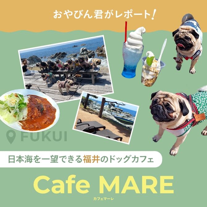 【福井の絶景海辺カフェ】愛犬同伴可能な「Cafe MARE（カフェマーレ）」