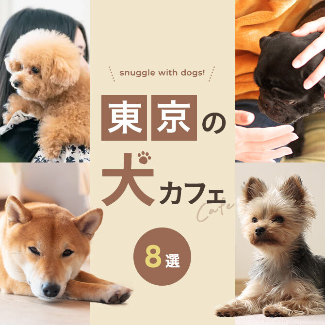 【東京 犬カフェ8選】東京で人気の犬カフェ！大型犬と触れ合えるカフェも！