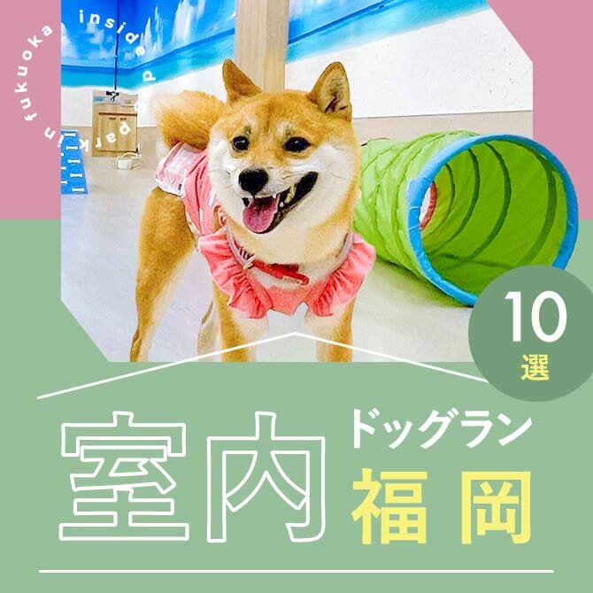【福岡の室内ドッグラン10選】雨の日も遊べる人気の福岡室内ドッグラン特集！